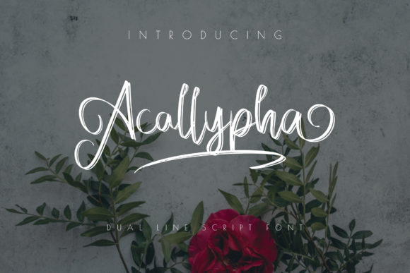 Acallypha: A Delicate Script Font for Editorial Design